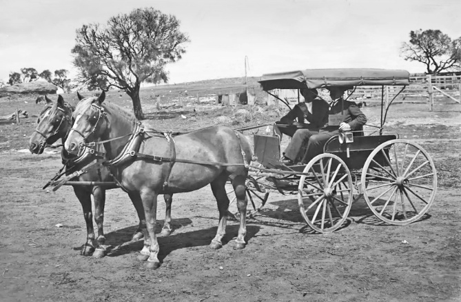 A four-wheeled trap with two horses.

AGSA`